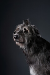 A close-up side profile of a Scottish Deerhound with a wiry coat, its gaze directed into the...