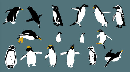 Obraz premium Penguin vector set, Cute penguin collection. Vector illustration