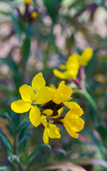 Beautiful close-up of erysimum cheiri