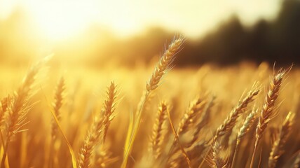 Golden Wheat Field at Sunset: Warm Light and Ripe Grains in a Rural Landscape