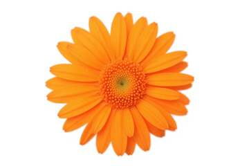 orange gerbera daisy flower isolated on white background
