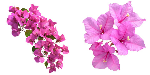 Fototapeta premium Set of a Bougainvillea flower, isolated on transparent background. 