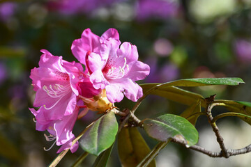 ホンシャクナゲ