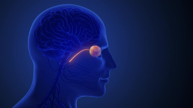 Visual Signals Transmitted Through Optic Nerve to Brain