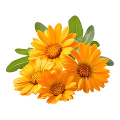 Bright yellow calendula flowers with green leaves create cheerful and vibrant display