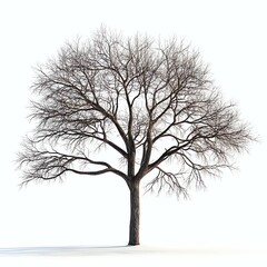 Obraz premium Solitary Bare Tree in Winter Isolated on White Background for Design