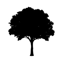 Fototapeta premium teak tree icon, teak tree silhouette vector illustration-simple silhouette illustration of teak tree, perfect for teak tree logos and icons