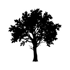 Obraz premium ash tree icon, ash tree silhouette vector illustration-simple silhouette illustration of ash tree, perfect for ash tree logos and icons
