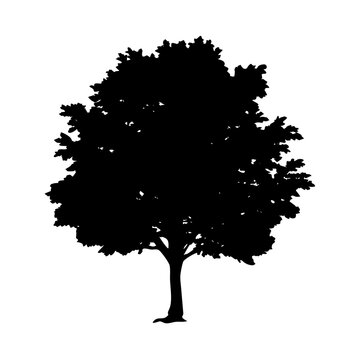sycamore tree icon, sycamore tree silhouette vector illustration-simple silhouette illustration of sycamore tree, perfect for sycamore tree logos and icons