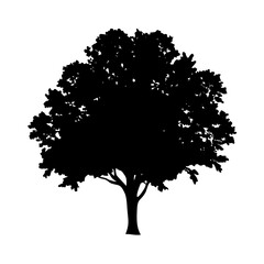 Fototapeta premium elm tree icon, elm tree silhouette vector illustration-simple silhouette illustration of elm tree, perfect for elm tree logos and icons