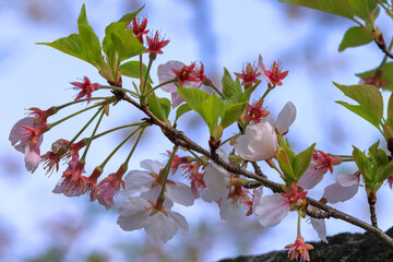 都心散歩　桜散る浜離宮