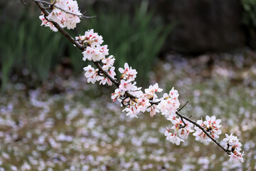 都心散歩　桜散る浜離宮