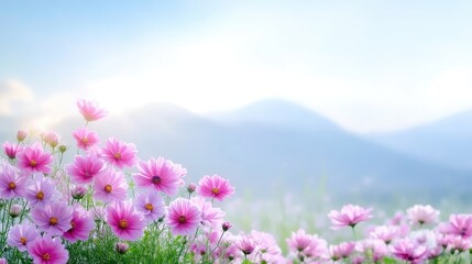 Fototapeta premium Beautiful pink cosmos flowers in a field, with a mountain backdrop. Soft light and a gentle atmosphere