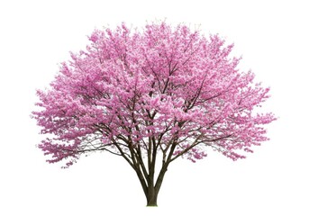 Naklejka premium Pink flowering tree blossom spring nature scene isolated on white background