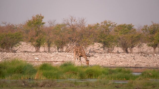 Giraffe drinking water at a waterhole in the Etosha National Park in Namibia in Africa.