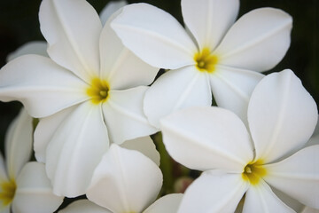 Obraz premium bunch of white flowers on a pink background