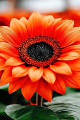 Vibrant Orange Flower Close-Up with Stunning Detail and Clarity