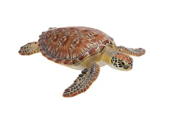 Naklejka premium Isolated sea turtle swimming marine reptile wildlife animal