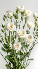 Obraz premium White roses, green stems, bouquet on white background. For weddings, anniversaries, or special events