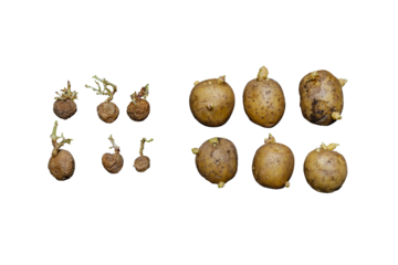 A collection of potatoes covered with sprouted roots, showcasing their growth patterns. Cut out potato samples indicating prolonged storage and potential cultivation. High quality photo. PNG