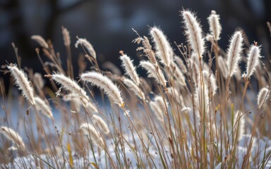 Fototapeta premium Soft white grass sways gently, illuminated by sunlight in a serene natural setting