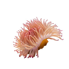 Sea anemone isolated on transparent background