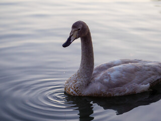 mute swan cygnus olor
