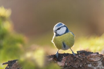A blue tit sits on a branch. A cute blue tit in the nature habitat. Parus caeruleus.  Cyanistes caeruleus