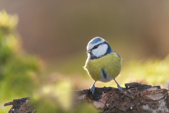 A blue tit sits on a branch. A cute blue tit in the nature habitat. Parus caeruleus.  Cyanistes caeruleus