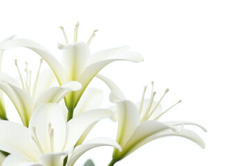 white lilies on a white background