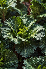 A close-up of vibrant green kale leaves growing in a sunlit garden. Their curly texture and rich color highlight their freshness and organic quality