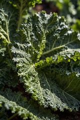 A close-up of vibrant green kale leaves growing in a sunlit garden. Their curly texture and rich color highlight their freshness and organic quality