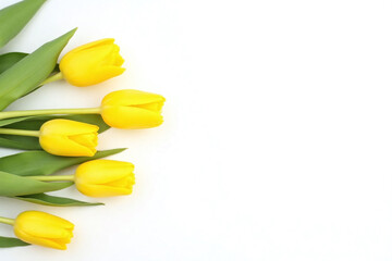 yellow tulips on a white background