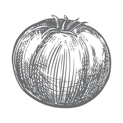 Vector sketch of ripe tomato of famous Spanish variety Verde. Ingredient of Mediterranean cuisine and ketchup in engraving style. Linear ink drawing of tomato.