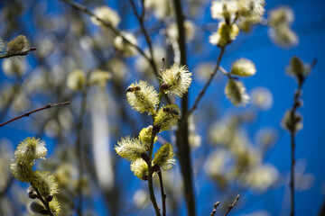 Two bees busily collect pollen from vibrant yellow pussy willow catkins under clear blue spring sky
