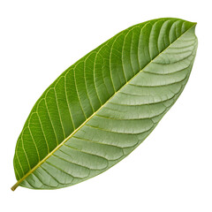 Obraz premium Guava leaf isolated on transparent background