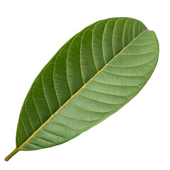 Obraz premium Guava leaf isolated on transparent background