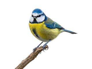Obraz premium The Blue Tit bird is perched on a weathered twig, its vibrant blue cap, green back, and bright yellow breast contrasting beautifully against the white background.