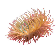 Sea anemone isolated on transparent background