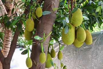 Bunch of Jackfruits on Tree Base