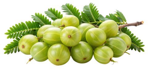 A Bunch of Fresh Green Indian Gooseberries with Lush Leaves