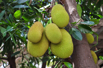 Cluster of jackfruits hanging from a tree branch