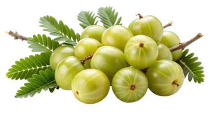 A cluster of fresh green Indian gooseberries with vibrant green leaves