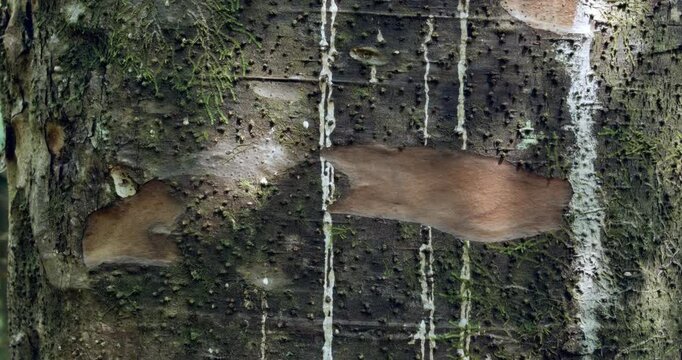 Close-Up of Kauri Tree Bark &ndash; Textured Surface of a New Zealand Giant