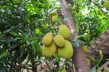 Three jackfruits ripening close together on strong tree limb