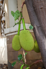 Two unripe jackfruits growing from a tree's branch