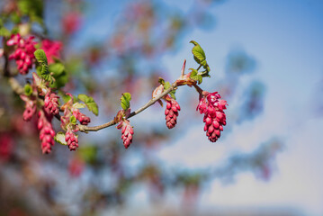 blossom of a blood currant