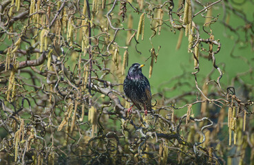 a starling in the hazelnut bush