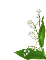 Lily of the valley flowers in a corner arrangement isolated on white or transparent background