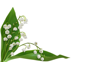 Closeup of lily of the valley flowers in a corner arrangement isolated on white or transparent...